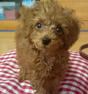 子犬写真