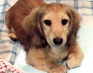 子犬写真