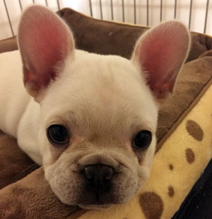 子犬写真