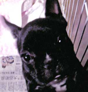 子犬写真