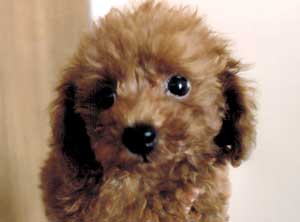 子犬写真