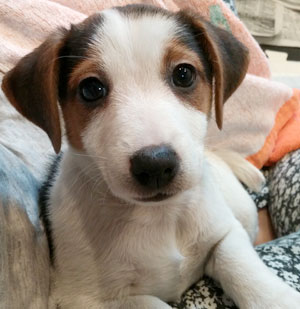 子犬写真