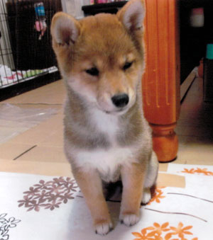 子犬写真