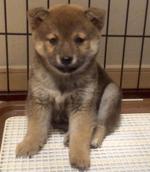 子犬写真