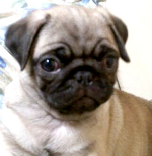 子犬写真