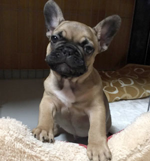 子犬写真