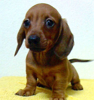 子犬写真