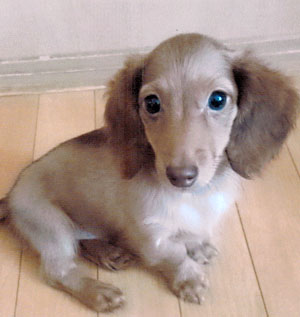子犬写真
