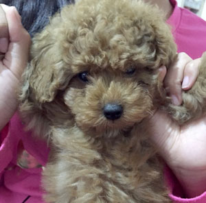 子犬写真