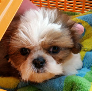 子犬写真
