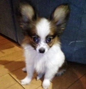 子犬写真