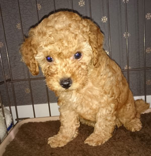 子犬写真