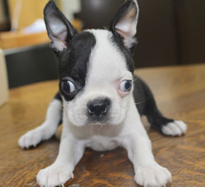 子犬写真