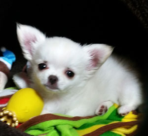 子犬写真