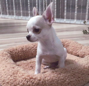 子犬写真