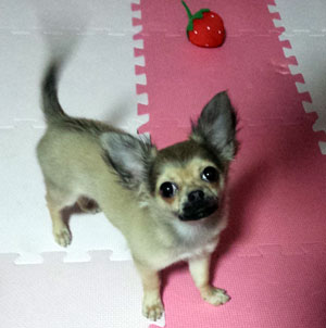 子犬写真