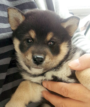 子犬写真