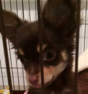 子犬写真