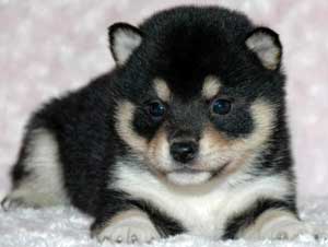 子犬写真