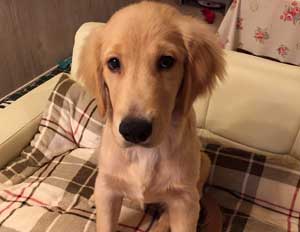 子犬写真