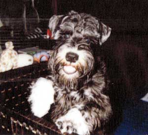 子犬写真