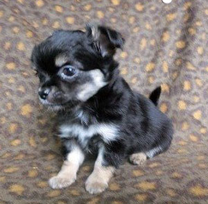 子犬写真