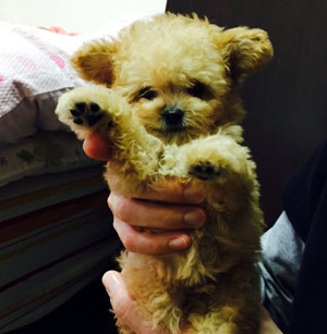 子犬写真