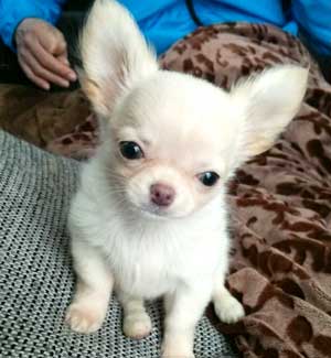 子犬写真