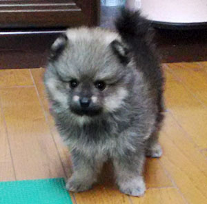 コッカー写真
