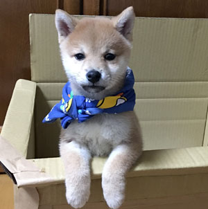 コッカー写真