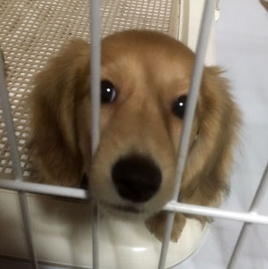 コッカー写真