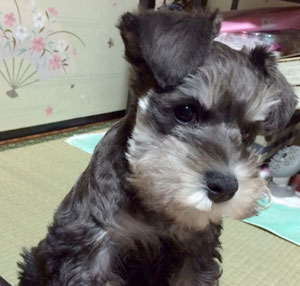 コッカー写真
