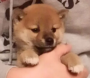 コッカー写真