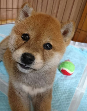 コッカー写真