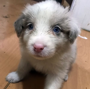 子犬写真