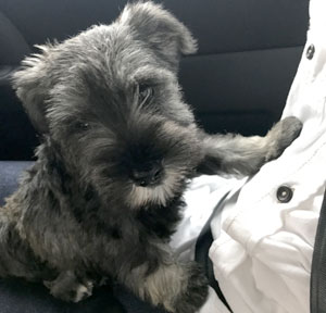 子犬写真