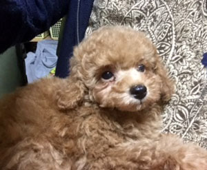 子犬写真