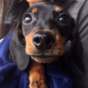子犬写真