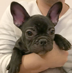 子犬写真