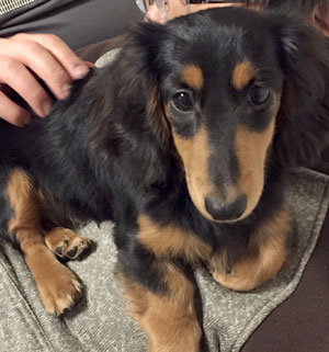 子犬写真