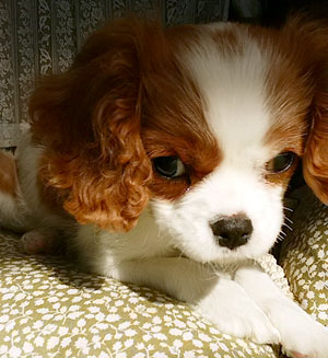子犬写真
