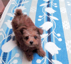 子犬写真