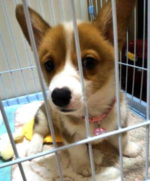 子犬写真