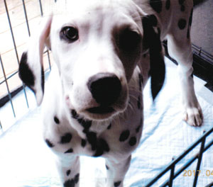 子犬写真