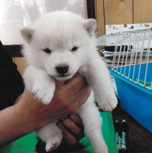 子犬写真