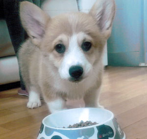 子犬写真