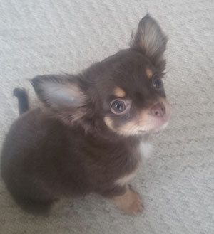 子犬写真