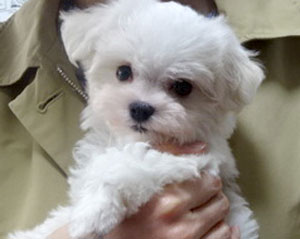 子犬写真