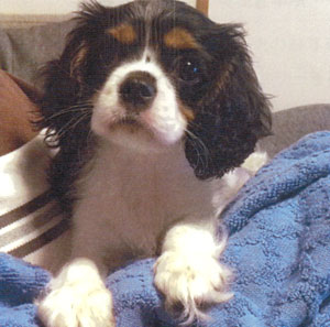 子犬写真