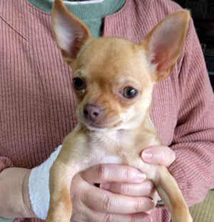 子犬写真